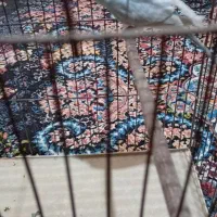 مرغ ماده|پرنده|ایلام, |دیوار