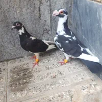 پلنگی|پرنده|گنبد کاووس, |دیوار