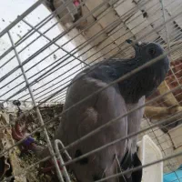 کبوتر