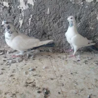 کبوتر کله دمسبز