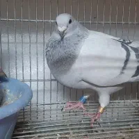 کفتر موریس دلبر مسافتی پلاکی المانی