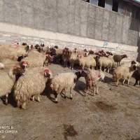 عمده فروشی تک فروشی گوسفندزنده میش وشیشک بز وتی بز|حیوانات مزرعه|خرمآباد, |دیوار