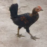 نیمچه خروس|حیوانات مزرعه|حمیدیه, |دیوار