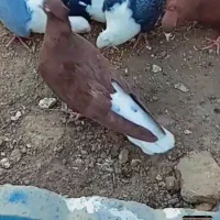 گمشده سرخ دم سفید