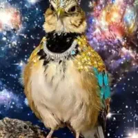 پرنده عروس هلندی