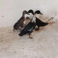 چهار عدد اردک ایرانی