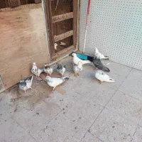 ۱۰عدد کفتر نر وماده