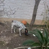 فروش پوینتر آلمانی ماده ۱۵ ماهه