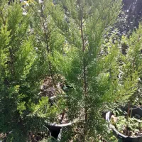 تعداد محدودی کاج طلایی وهمچنین فروش چای تضمینی