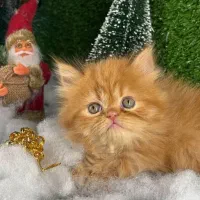 گربه کوچولوی کاراملی