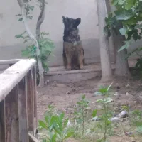 واگزاری|سگ|پیشوا, |دیوار