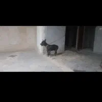 سگ پیتبول ماده واگذاری|سگ|خرمشهر, |دیوار