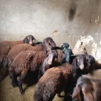 چهارده تاعدد بره ماده|حیوانات مزرعه|میان جلگه, |دیوار