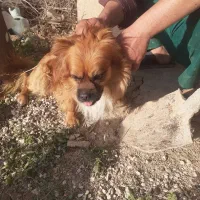 سگ پاپی نر و ماده