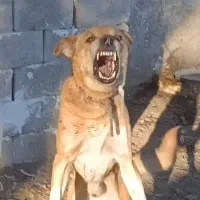 سگ میکس افغان نگهبان