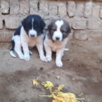 توله سرابی|سگ|اسدآباد, |دیوار