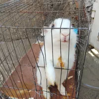 خرگوش نر