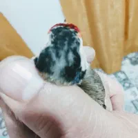 ماده سهره با قفس سر سفید    معاوضه با نر توضیحات