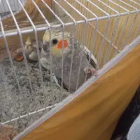 عروس هلندی|پرنده|مشهد, گلبرگ شمالی|دیوار