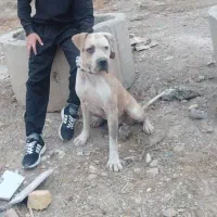 سگ پیتبول