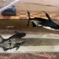 ماهی|ماهی|کرج, گلشهر|دیوار