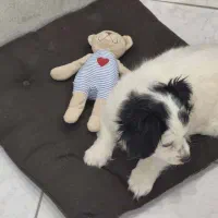 توله سگ نژاد پامر شیدزو