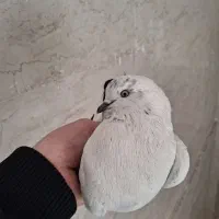 ۲عدد کفتر کله دم سبز