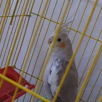 فروش عروس هلندی ماده دستی|پرنده|جهرم, |دیوار