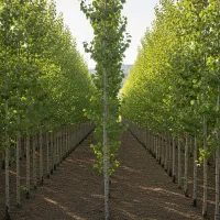 نهال صنوبر گرمپسند، بهترین گزینه برای مناطق کمآب|خدمات باغبانی و درختکاری|ایلام, |دیوار