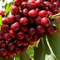 نهال گیلاس لاپینز