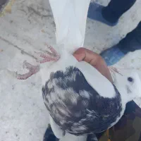 کبوتر پیدا شده ...