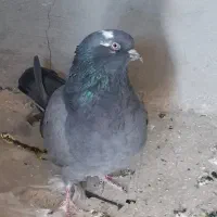 کفتر|پرنده|تهران, توحید|دیوار