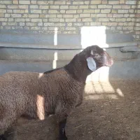 بره قوچ همو و هترو|حیوانات مزرعه|اسفراین, |دیوار