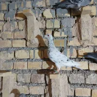 سرور ماده|پرنده|مبارکه, |دیوار
