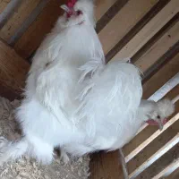 مرغ و خروس|حیوانات مزرعه|رشت, کوی امام رضا|دیوار