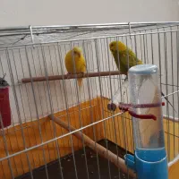 مرغ عشق|پرنده|اصفهان, ارداجی|دیوار