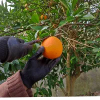 سورتینگ|استخدام خدمات فروشگاه و رستوران|کیاکلا, |دیوار