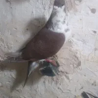 کبوتر ساده|پرنده|فیروزه, |دیوار