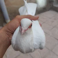 کفتر لوتی بالا قرمز گوز