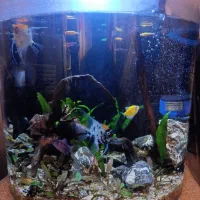 اکواریوم ماهی