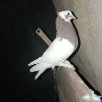 فروش طوقی.|پرنده|کوار, |دیوار