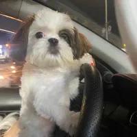 شیتزو فلت دختر۷ماه|سگ|رشت, فلسطین|دیوار