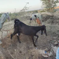 سلام تعداد 9 عدد بز فروشی