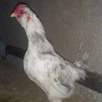 خروس گلین ریشو چهل تاچ طوسی|حیوانات مزرعه|حمیدیا, |دیوار