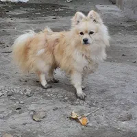 توله سگ نر دوساله|سگ|اردبیل, |دیوار