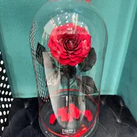 رز جاودان طرح دیو و دلبر