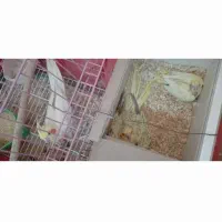 فروش جفت عروس مولد دستی و رام با۱ جوجه