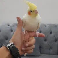 اهلی