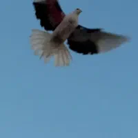 یه نر پشت دار پرش بالا