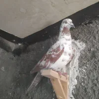 شامی وسارسرخ|پرنده|مشهد, هفده شهریور|دیوار